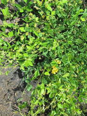 Argyrolobium tomentosum