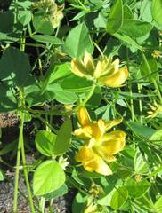 Argyrolobium tomentosum