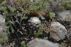 Mammillaria theresae