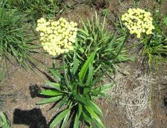 Helichrysum allioides