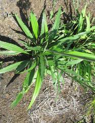 Helichrysum allioides