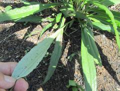 Helichrysum allioides