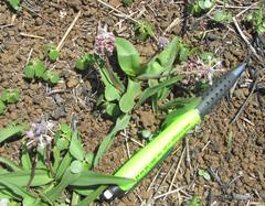 Ledebouria floribunda