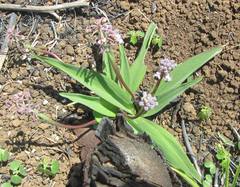 Ledebouria floribunda