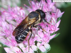 Callomegachile