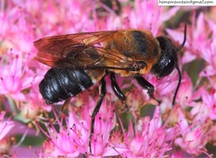 Callomegachile