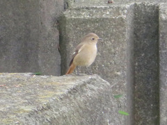 Phoenicurus auroreus