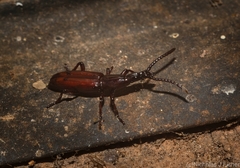 Amorphocephalina