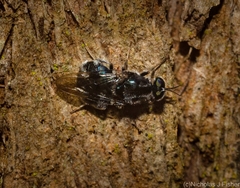 Lecomyia cyanea