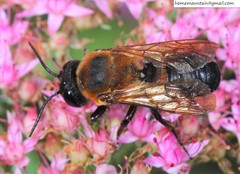 Callomegachile