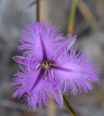 Thysanotus dichotomus