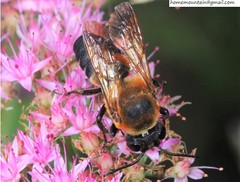Callomegachile