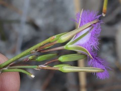 Thysanotus dichotomus