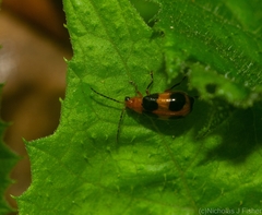 Aulacophora hilaris