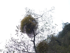 Viscum coloratum