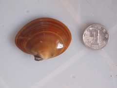 Psammobiidae