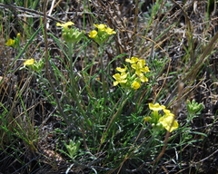 Erysimum canescens