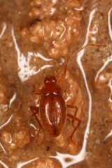 Diaprysius ducailari