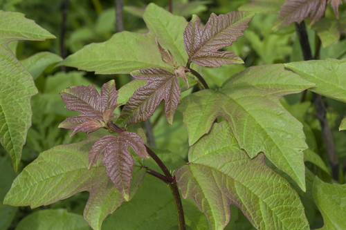 Asian Guelder Rose