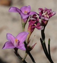 Boronia denticulata