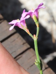 Boronia denticulata