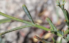 Boronia denticulata