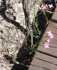 Boronia denticulata