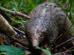 Phataginus tricuspis