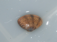 Macridiscus aequilatera