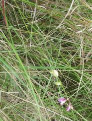 Polygala hottentotta