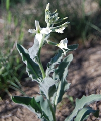 Microstigma deflexum