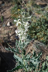 Microstigma deflexum