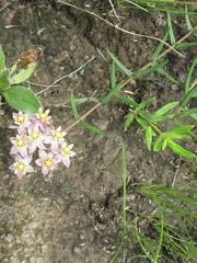 Asclepias flexuosa