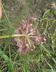Asclepias flexuosa