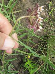 Asclepias flexuosa