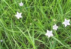 Wahlenbergia krebsii
