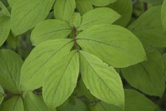 Weigela praecox