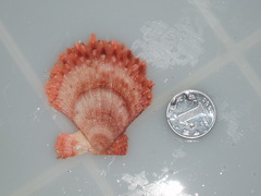 Azumapecten farreri