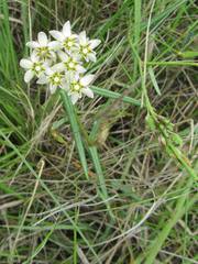 Asclepias flexuosa