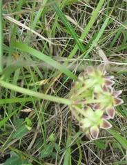 Asclepias flexuosa