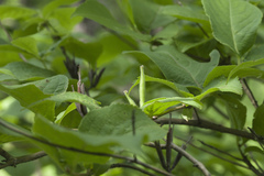 Weigela praecox