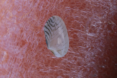 Image of Venerupis anomala
