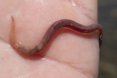 Glyceridae