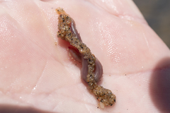 Glyceridae