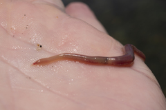 Glyceridae