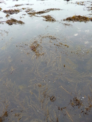 Carpophyllum plumosum