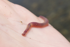 Glyceridae