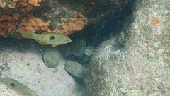 Aplodactylus arctidens