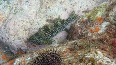 Aplodactylus arctidens