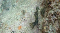 Aplodactylus arctidens